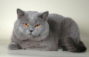 Голубой британец (британский кот, кошка)  